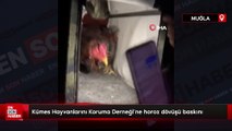 Muğla'da Kümes Hayvanlarını Koruma Derneği'ne horoz dövüşü baskını