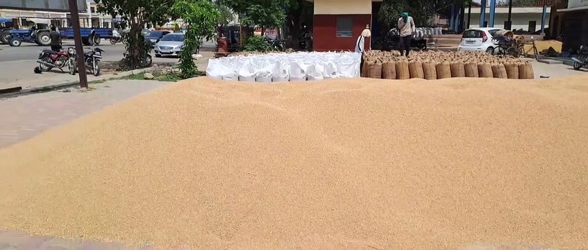 समर्थन मूल्य पर प्रदेश में 20 लाख मीट्रिक टन होगी गेहूं की खरीद