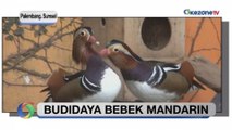 Budidaya Bebek Mandarin, Punya Nilai Jual Fantastis