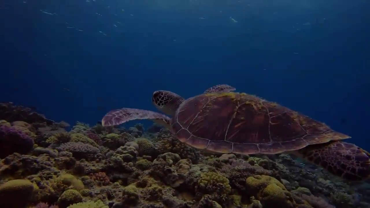 Underwater World 4K - Incredible Colorful Ocean Life _ Marine Life _ Scenic Relaxation Film(720P_HD)