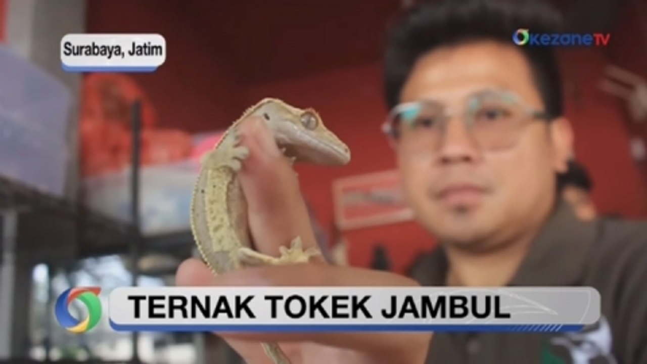 Budidaya Tokek Jambul, per Ekor Bisa Mencapai Rp11 Juta