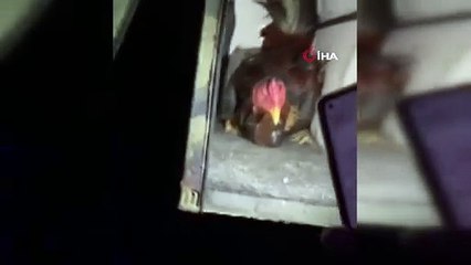 Hayvanları Koruma Derneği'ne horoz dövüşü baskını