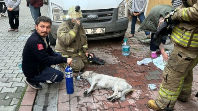 Esenyurt'ta itfaiye ekipleri 9 hayvanı yangından kurtardı