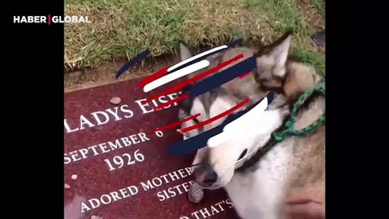 Vefat eden sahibinin mezarında hıçkıra hıçkıra ağlayan köpek yürekleri yaktı