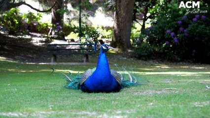 Peacocks - the unsung heroes of Launceston's Cataract Gorge