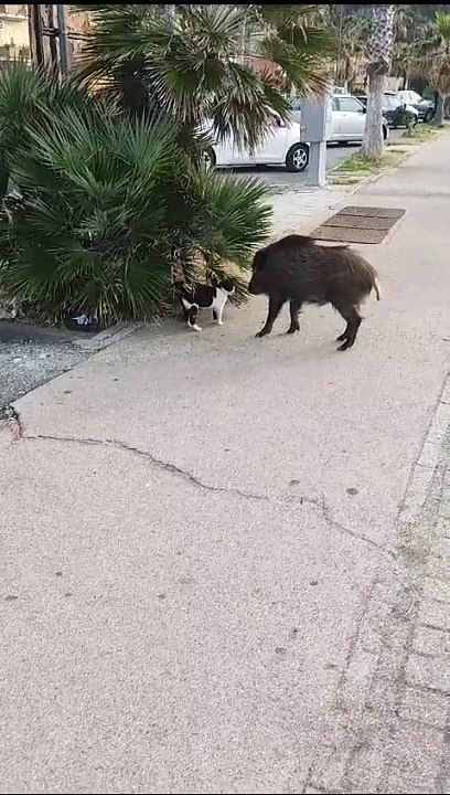 "Micu", il cinghiale amico dei gatti "adottato" dagli abitanti di Tonnara di Palmi