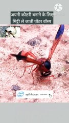 Kidon ko iktatha karti potter wasp | #wasp documentary | potter wasp