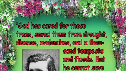 Can't See the Forest for the Trees