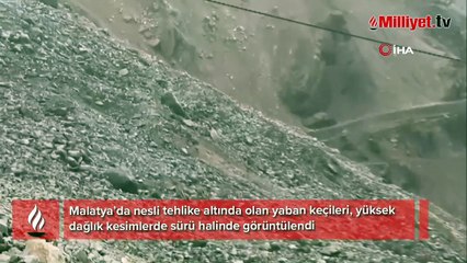 Malatya’da yaban keçileri sürü halinde görüntülendi