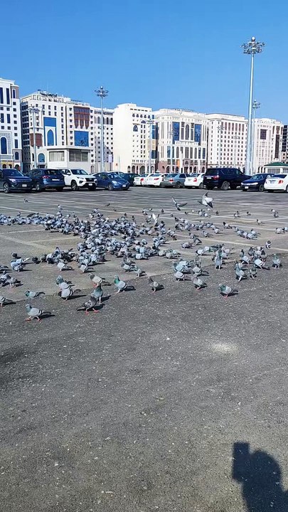 Makkah Pigeons #pigeon #viral #shorts #trending #mdroman #asadnisar