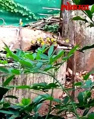 चष्मेवाल्यांचा अनोखा बाथ... एकदा बघाच