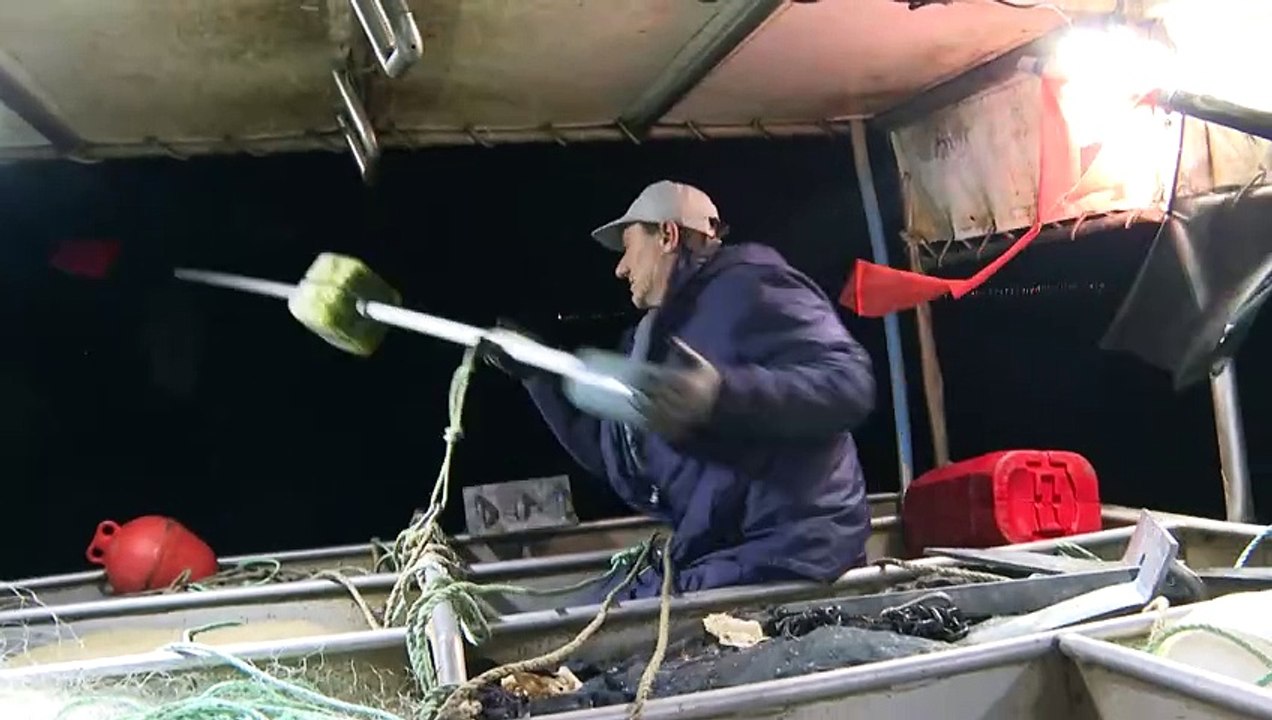 Golfe de Gascogne: un mois sans pêche pour préserver les dauphins