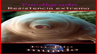 tardigrado