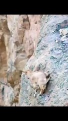 @"تفاصيل مثيرة عن النمور المفترسة: دراسة لانقضاضها المثير على الأبل وتأثيرها في البرية"