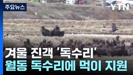 겨울 진객 '독수리'...울산시가 먹이 제공 / YTN