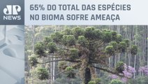 82% das árvores exclusivas da Mata Atlântica estão ameaçadas de extinção