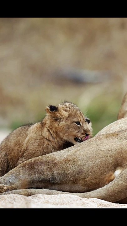 Lion cubs playing with their mum  #animalsightings #safari #wildlife
