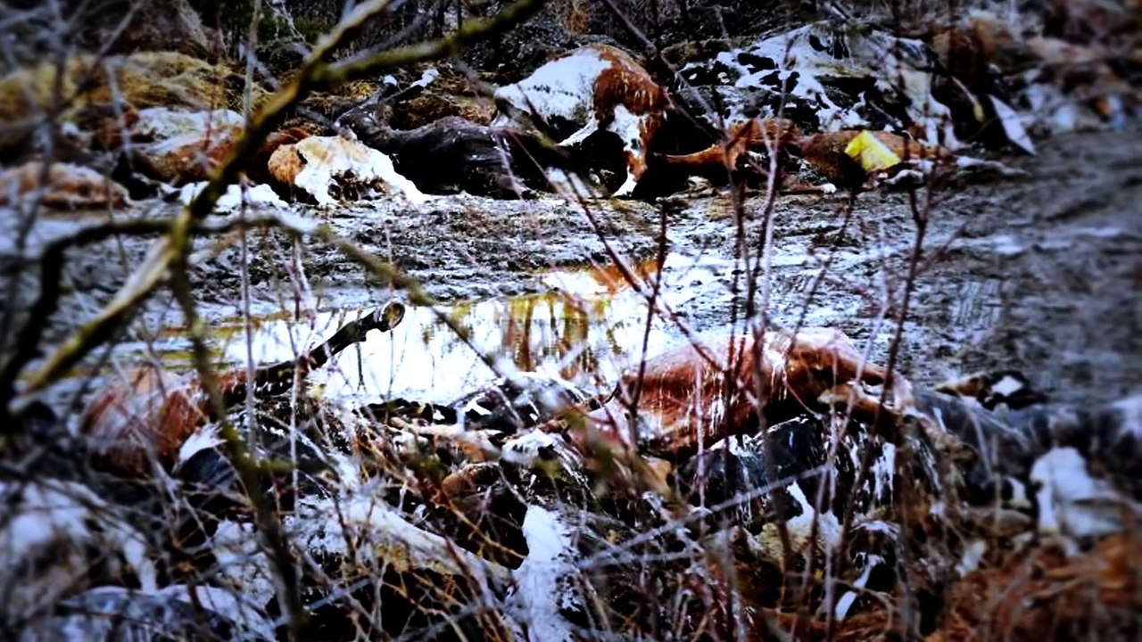 3 Misterios Aterradores donde los Animales fueron Víctimas de una Fuerza Desconocida