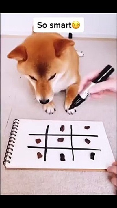 smart dog