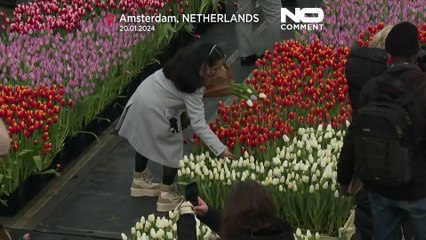 Εορτάστηκε η Εθνική Ημέρα... Τουλίπας στην Ολλανδία