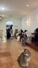 World's Saddest Cafe Cat