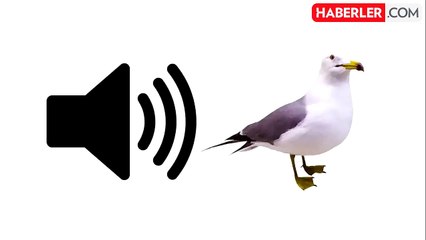 Maç sonuna damga vurdu! Pendikspor'dan Beşiktaşlıları çıldırtan paylaşım