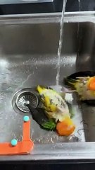 Two little parrots have fun bathing in the sink.