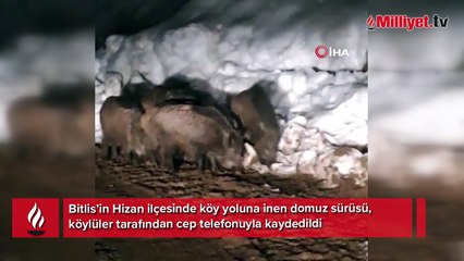 Yiyecek arayan domuz sürüsü köy yolunda görüntülendi