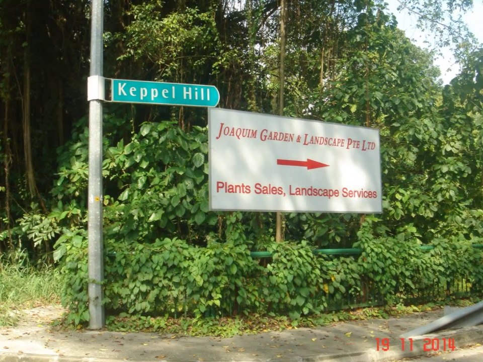 Forest View On The Way To Keppel Hill Reservoir, 2014 & 2015 Photographs