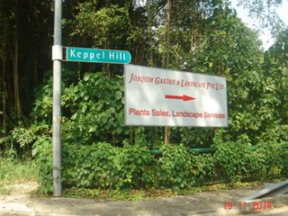 Forest View On The Way To Keppel Hill Reservoir, 2014 & 2015 Photographs
