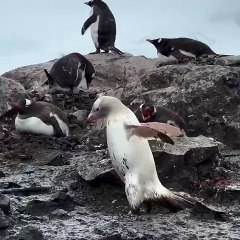 Un Manchot Femelle au Plumage Blanc Capturé en Vidéo par le Photographe Animalier Hugo Alejandro Hernandez