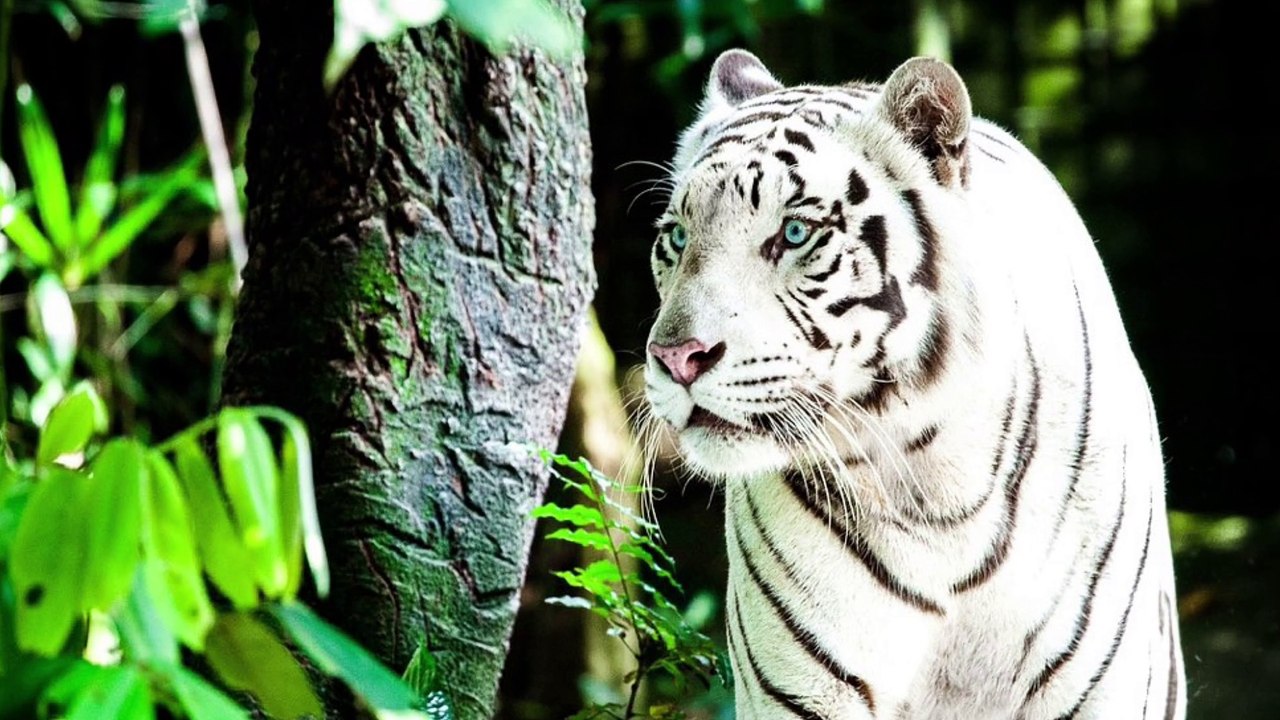 Trailer zu „Vereinung Der Gestaltenwandler“