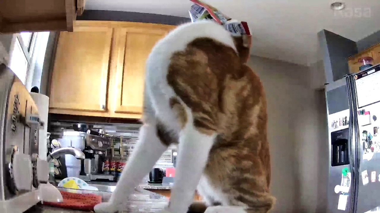 Bag-Headed Cat Crashes Off Counter