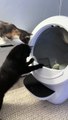 Cats Shook By Self-Cleaning Litter Box