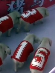 سباق جري مثير بين الخنازير