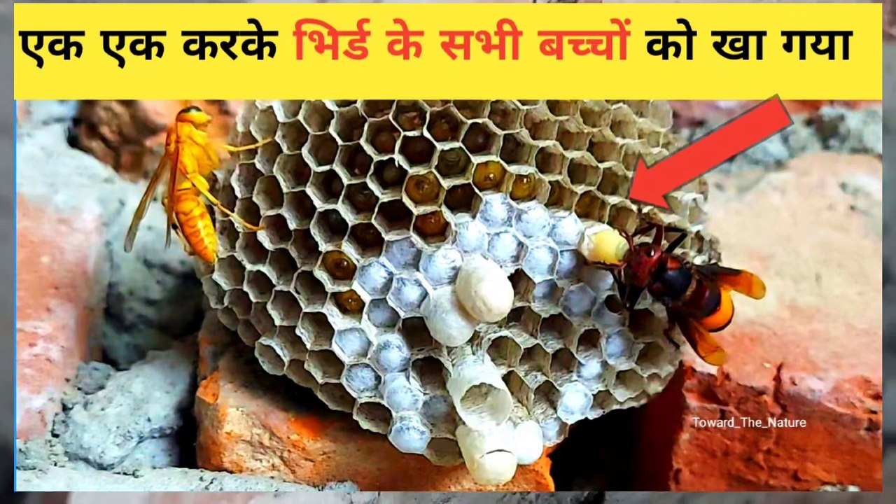 Yellow wasp ke sabhi bachon ko kha gya | yellow wasp | hunter brown wasp