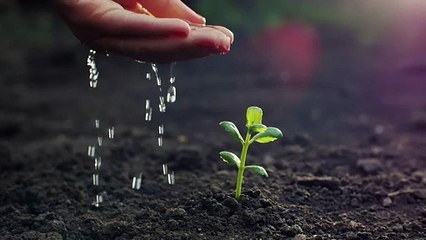 Person watering a small plant by hand