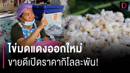 นักล่าไข่มดแดงทำงานแล้ว ออกใหม่ครั้งแรกของปี ขายดีเปิดราคากิโลละพัน! | HOTSHOT เดลินิวส์ 21/01/67