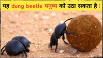 Dung beetle use milky way  | dung beetle | true fact about dung beetle