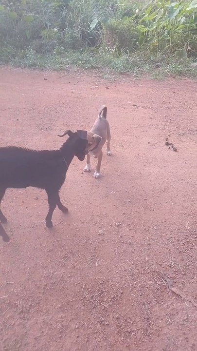 Goat Dog Funny Video