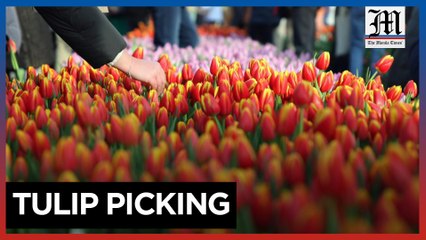 Amsterdam celebrates National Tulip Day
