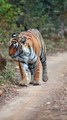 VID-20240118-WA0002Rajasthan National Park Sawai Madhopur