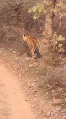 ranthanbore Abraham National Park Rajasthan Sawai Madhopur