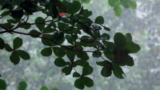 tree branche under the rain in the woods background trailer no copy right