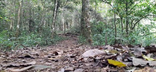 Journeying through the tropical rainforest in Lombok, Indonesia