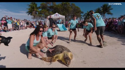 شاهد: بعد معالجتها من إصاباتها.. الأطباء في فلوريدا يعيدون السلحفاة الضخمة إيدا إلى المحيط