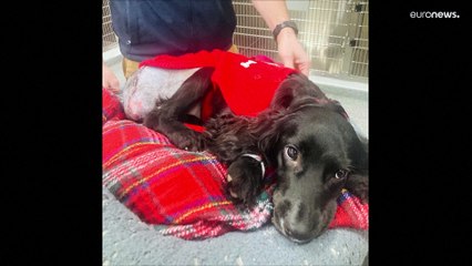 شاهد: بعد أن ولدت بـ6 أرجل.. الأطباء ينجحون بمعالجة كلبة في ويلز