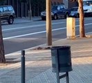 Una ardilla de Barcelona cruza a plena luz del día por una carretera de Pedralbes