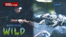 Join Doc Ferds Recio as he discovers a frog that eats crabs?! | Born to be Wild
