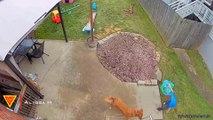 Playful Dog Knocks Down Owner Caught on Ring Camera | Doorbell Camera Video